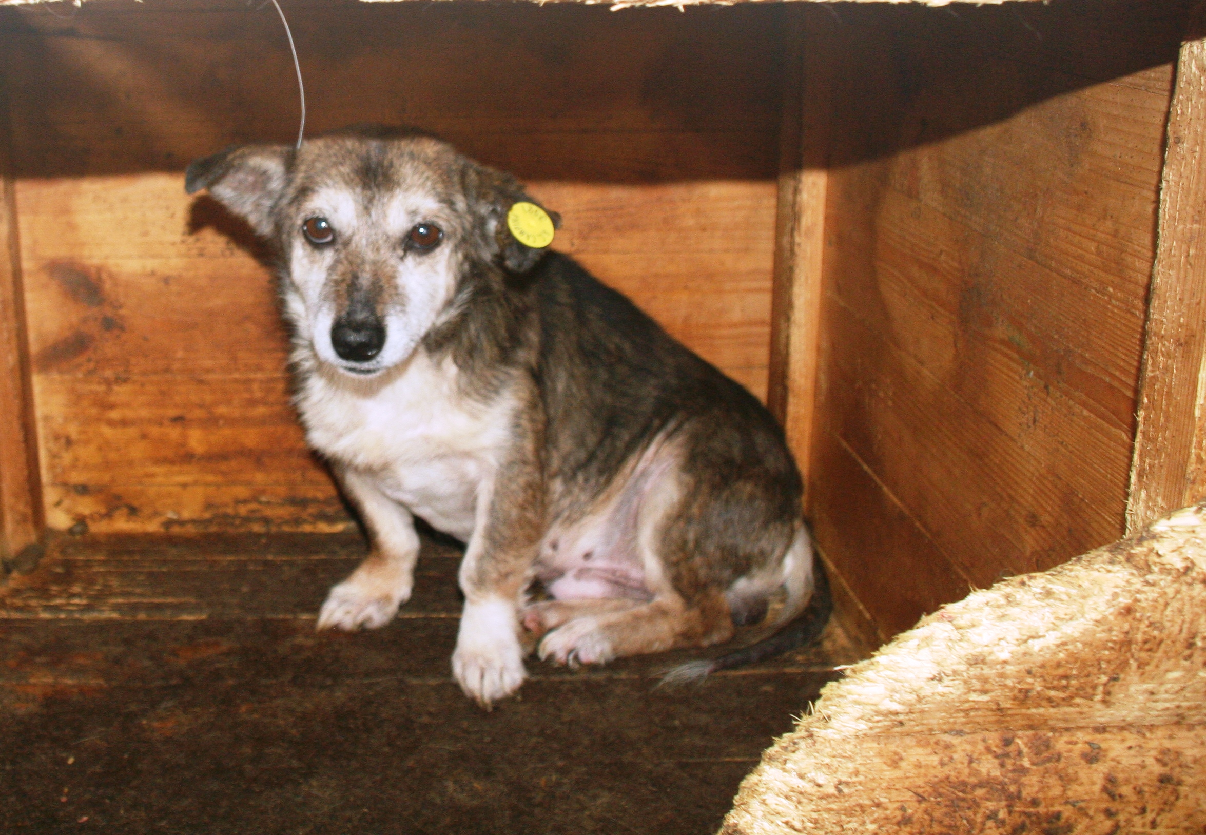 HANSI (Cucki) - reserviert ProVitaAnimale HANSI (Cucki) - reserviert ProVitaAnimale