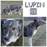 LUPIN in  Hannover