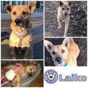 Laiko in 25451 Quickborn reserviert