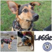 Lassie in  Etelsen