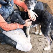 KANA - reserviert Tierhilfe Lebenswert e.V. (MP)