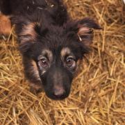 HEMLOCK - reserviert Tierhilfe Lebenswert e.V. (MP)