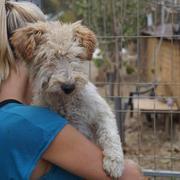 TOSSA (Gratziela) - unter 40 - Fox Terrier - reserviert Anna