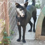 NAYRA - reserviert Hilfe für Herdenschutzhunde