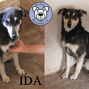 IDAA - mehr als 2 Jahre im Tierheim res. PS J&N