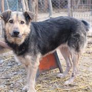 LUMA - Vorderpfote schwer deformiert - reserviert Casa Animale