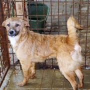 RUFINA (FAIRY) - reserviert Menschen für Tiere Landau