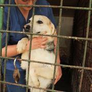 NARUTO - reserviert Tierhilfe Lebenswert e.V. (MP)