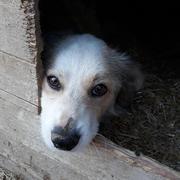 MAGONI - reserviert Tierhilfe Lebenswert e.V. (MP)