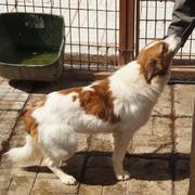 SONRISA - über 1 Jahr im Tierheim - reserviert für Pflegestelle (Dr)