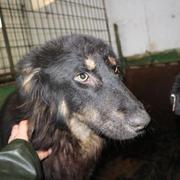 AMISA - reserviert Tiere in Not Odenwald