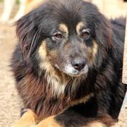 MAIKA  - mehr als zwei Jahre in Bucov - reserviert Casa Animale