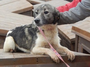 Yaska aus Ploiesti