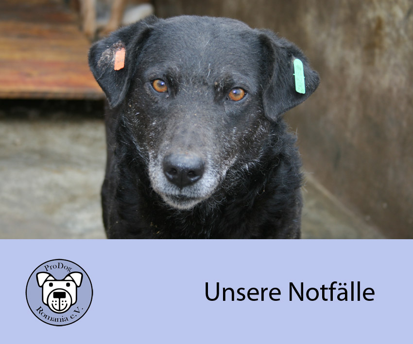 Unsere Notfalle