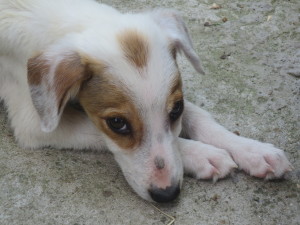 Stella