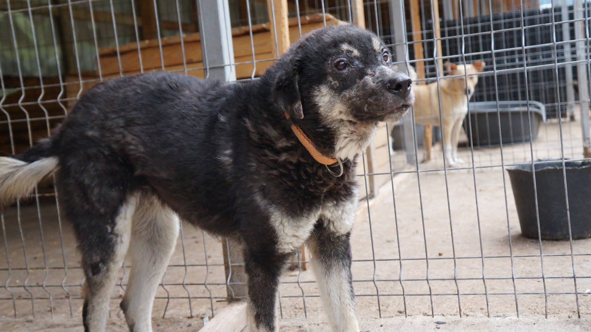 FREDDY reserviert Tierheim Rüsselsheim