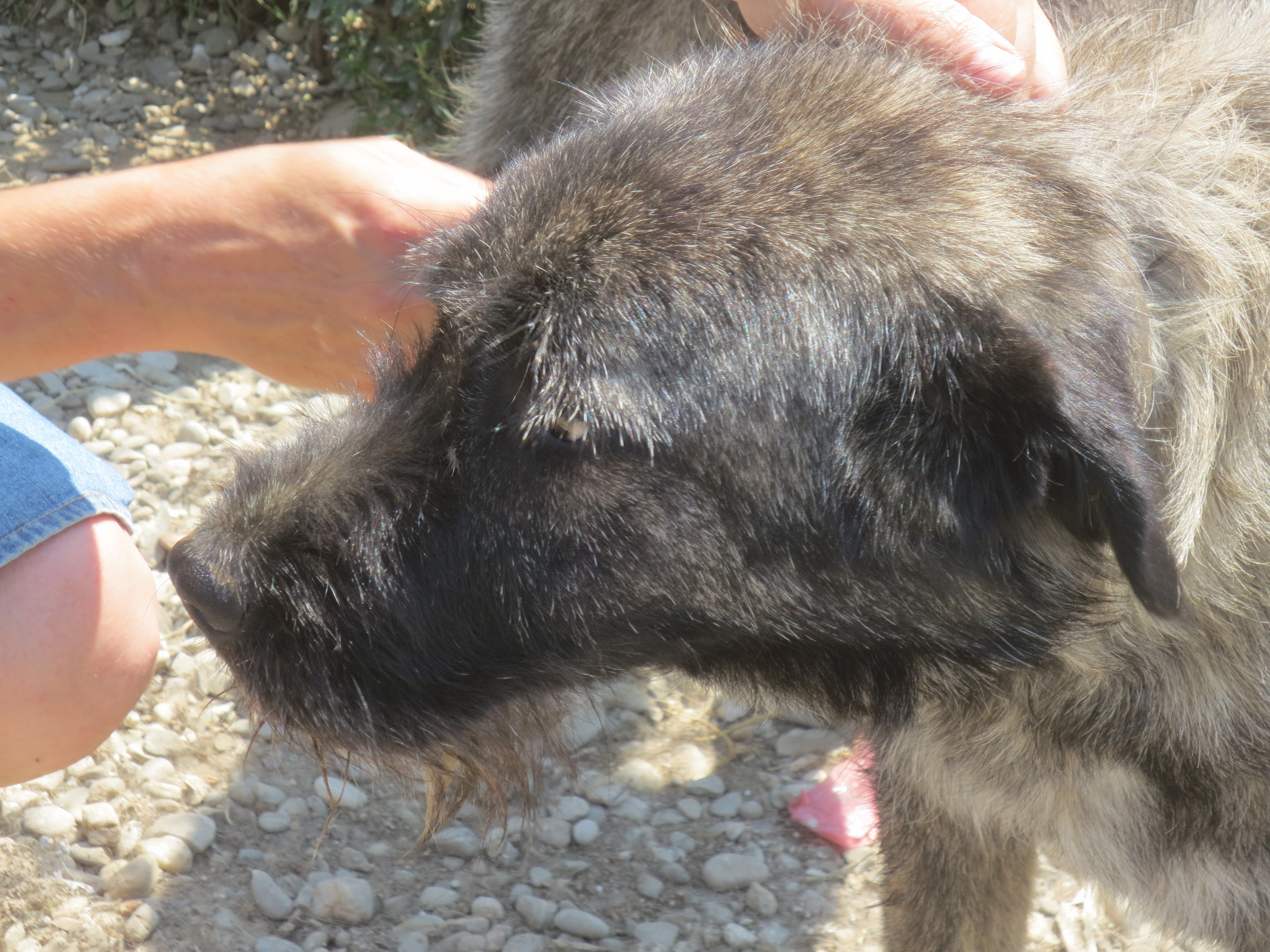 Fiona Reserviert Tiere In Not Odenwald