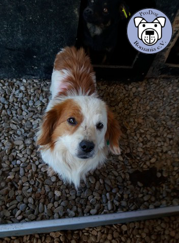 Pro dog romania pflegestelle Pro dog romania pflegestelle