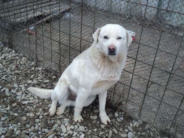 FRAM - wartet seit 3 Jahren im Tierheim!