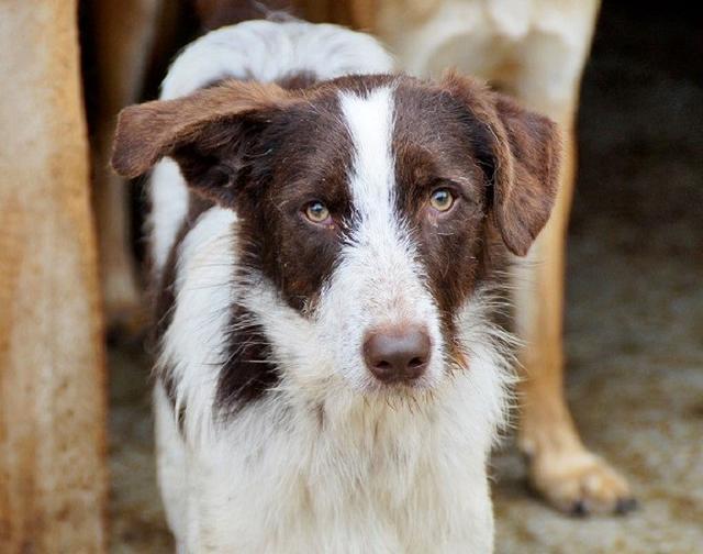 ALBUS -  -- ist entweder wieder abgeholt worden oder nach England adoptiert worden.