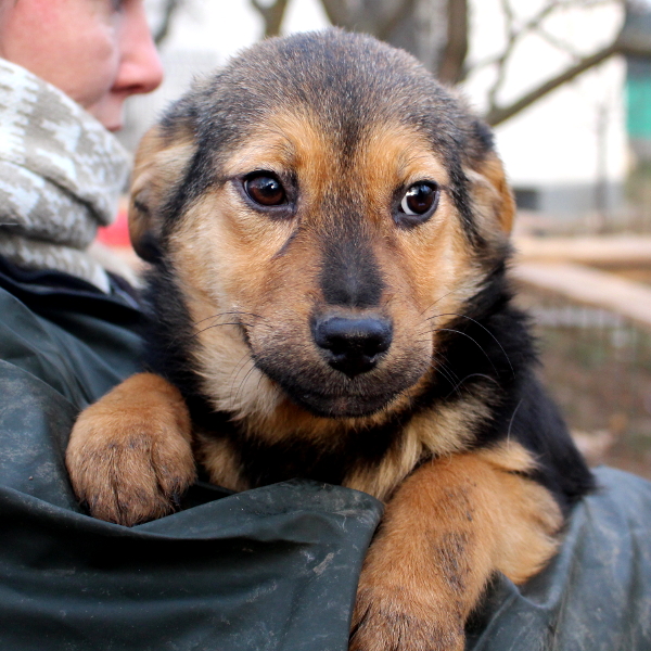 PAULINCHEN - reserviert Casa Animale / NaTiNO