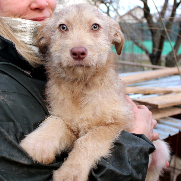 TOFFEE - reserviert Casa Animale / NatiNo