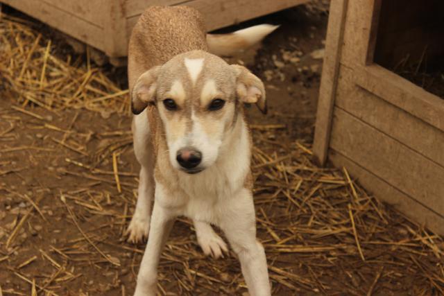 KÄTHE - reserviert Casa Animale / NaTiNo