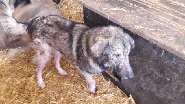 OTTO reserviert für Pflegestelle Dr - NaTiNo Trapo 03.04.17