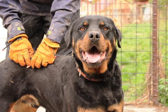 ATHOS - vor Ort adoptiert 06/2020