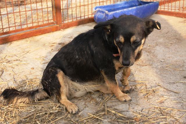 THANDI -- nicht vermittelbar, da Mihaelas eigener Hund