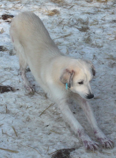 PADDY  hat Hautprobleme - reserviert für Tiere in Not Odenwald