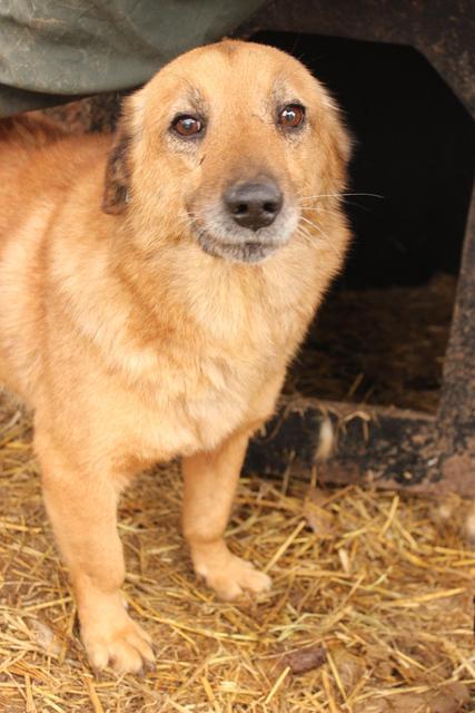 HERBIE - reserviert Tiere in Not Odenwald