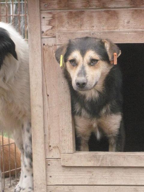 FLIPP - reserviert Tiere brauchen Freunde e.V.