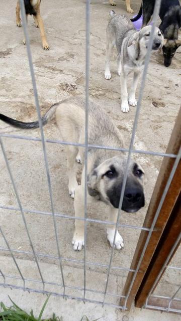 GRAUI - reserviert Tierheim Rüsselsheim