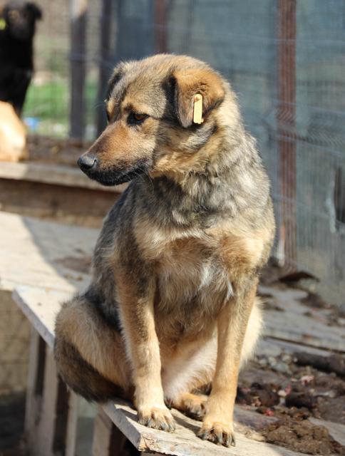 PAMMIE - reserviert Tiere brauchen Freunde