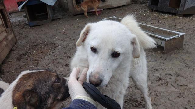 YISKA - reserviert Tierheim Koblenz