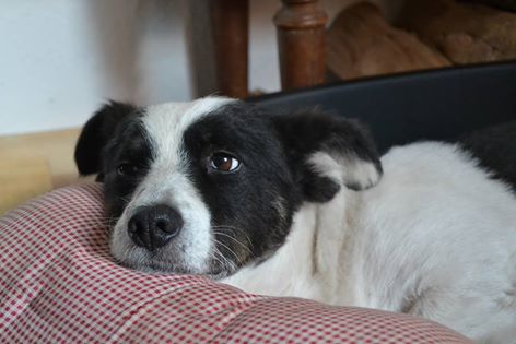 HERMINE - in Brandenburg