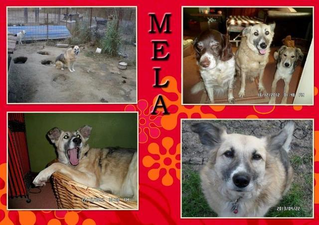 Mela