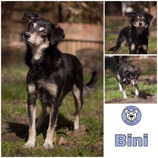 Bini in  Berlin  reserviert