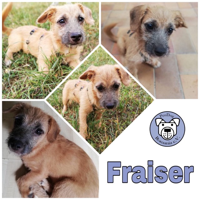 Fraiser in 56377 Nassau reserviert