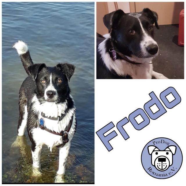 Frodo in 47139 Duisburg