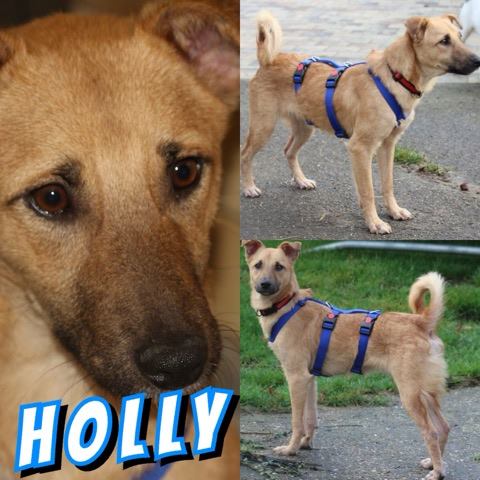 HOLLY in Gundelsheim