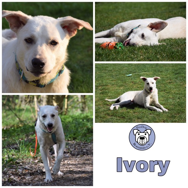 Ivory in 63697 Hirzenhain  reserviert