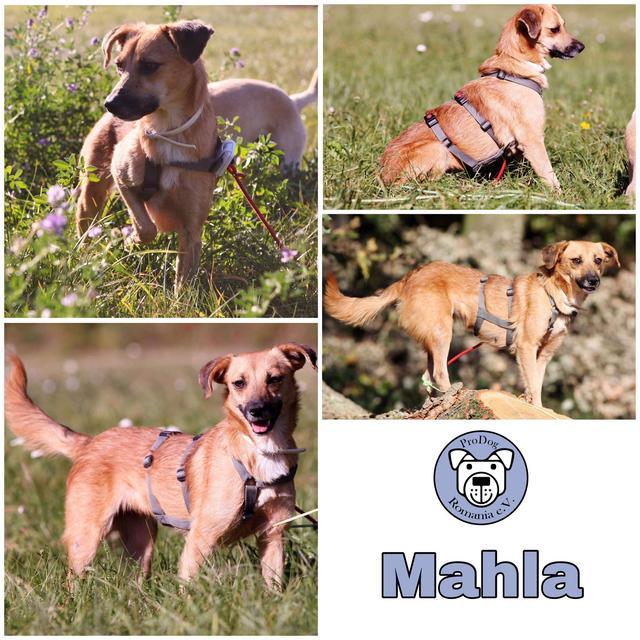 Mahla in 90542 Eckental  reserviert