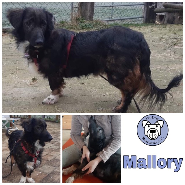 Mallory in 34474 Diemelstadt - reserviert