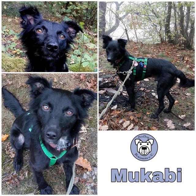 Mukabi in 56130 Bad Ems