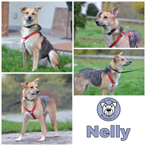 Nelly in 97236 Randersacker (Würzburg) *reserviert*