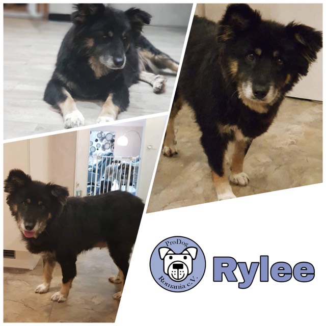 Rylee in 52146 Würselen reserviert