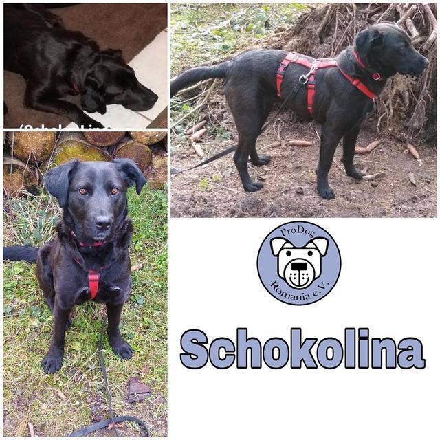 Schokolina in 48366 Laer