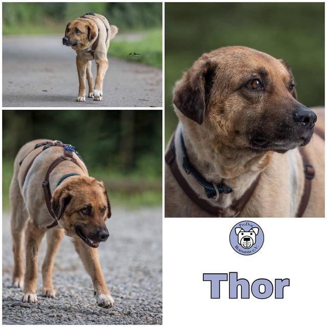 Thor in 72135 Dettenhausen